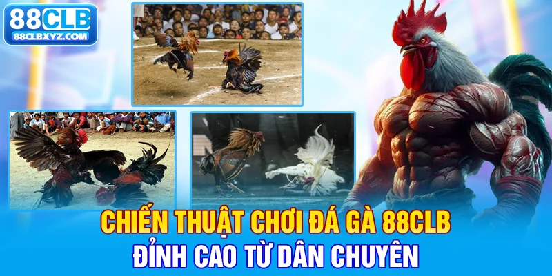 Chiến thuật chơi đá gà 88CLB đỉnh cao từ dân chuyên