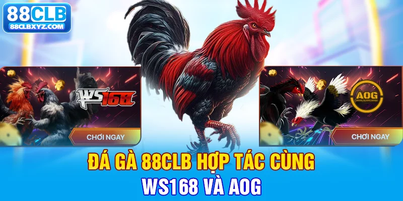 Đá gà 88CLB hợp tác cùng WS168 và AOG