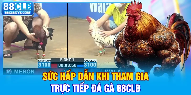 Sức hấp dẫn khi tham gia trực tiếp đá gà 88CLB