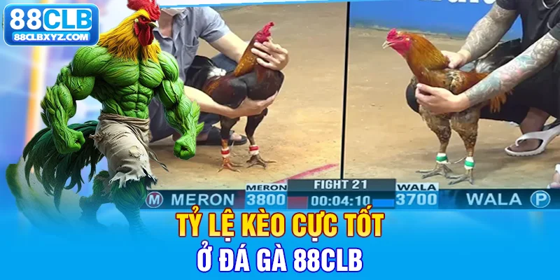 Tỷ lệ kèo cực tốt ở đá gà 88CLB