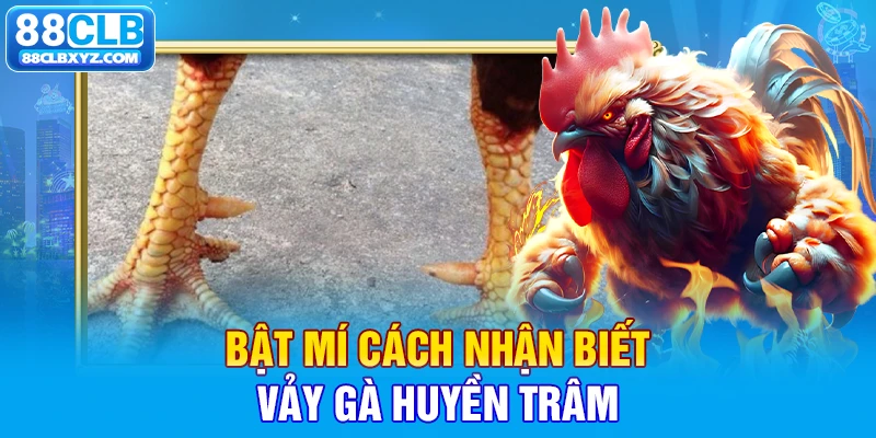 Bật mí cách nhận biết vảy gà Huyền Trâm