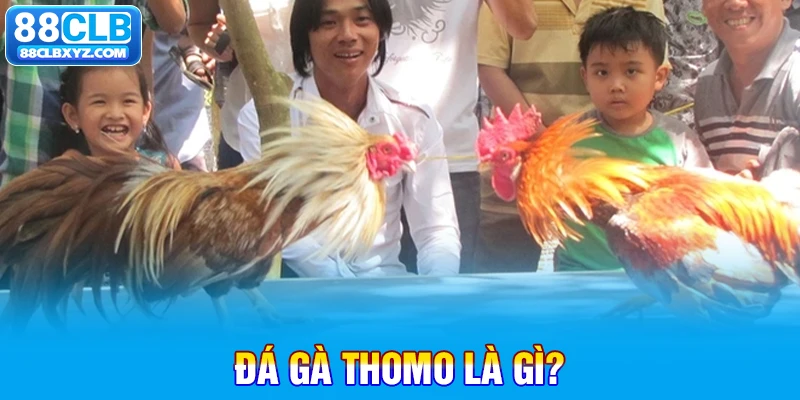 Đá gà thomo là gì