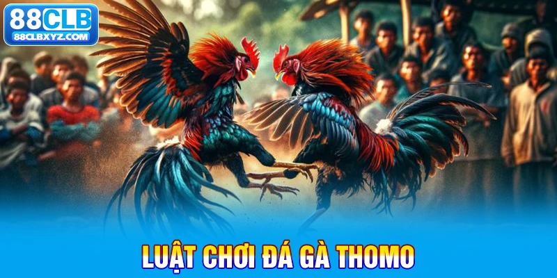 Luật chơi đá gà thomo