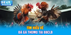 tìm hiểu về đá gà thomo tại 88clb